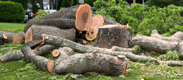 How Our Tree Care Process Works  in  Hawthorne, CA