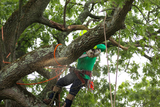 Reliable Hawthorne, CA Tree Care Solutions